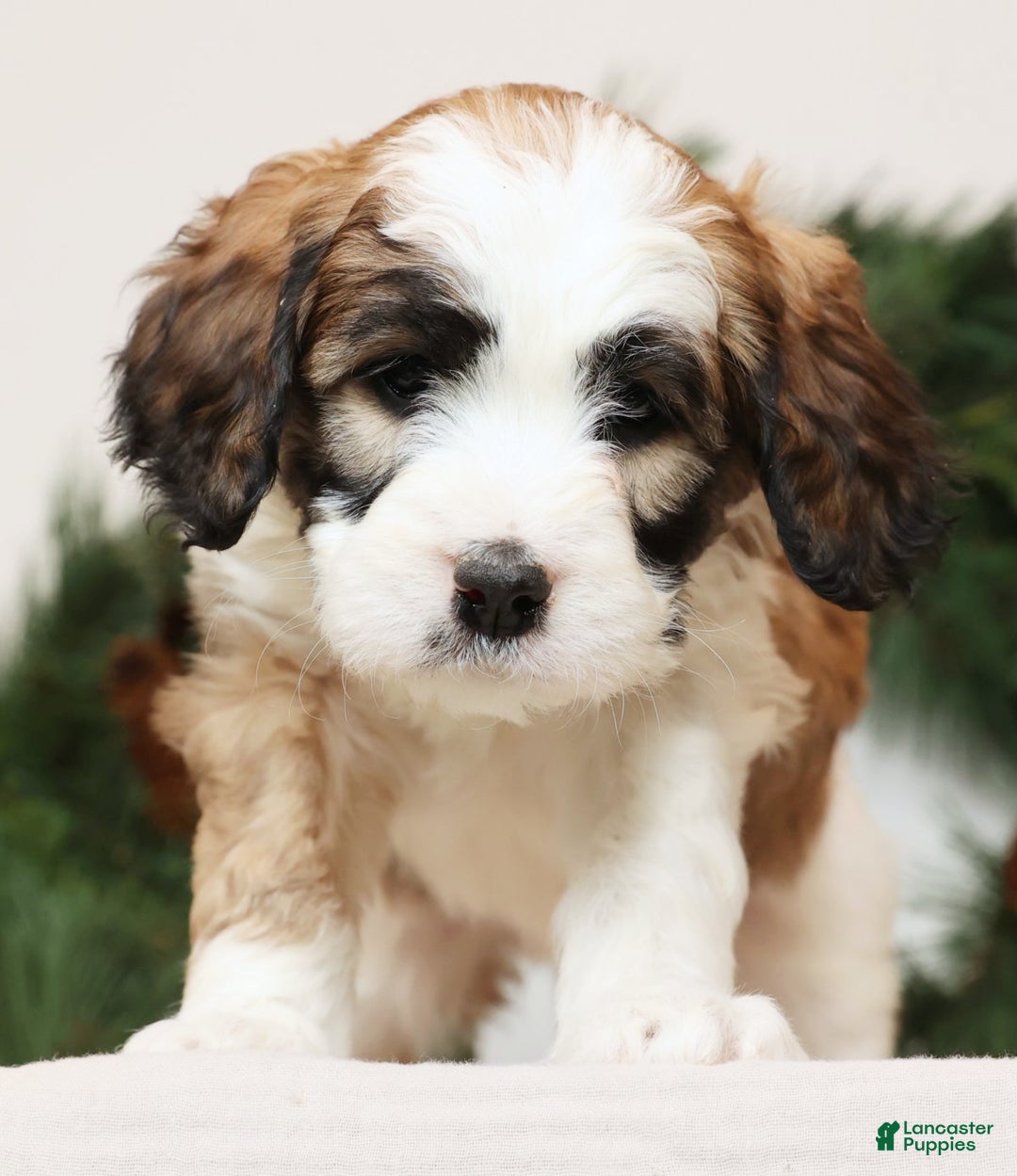 Saint Berdoodles dogs for sale: Ariel - Ad 5