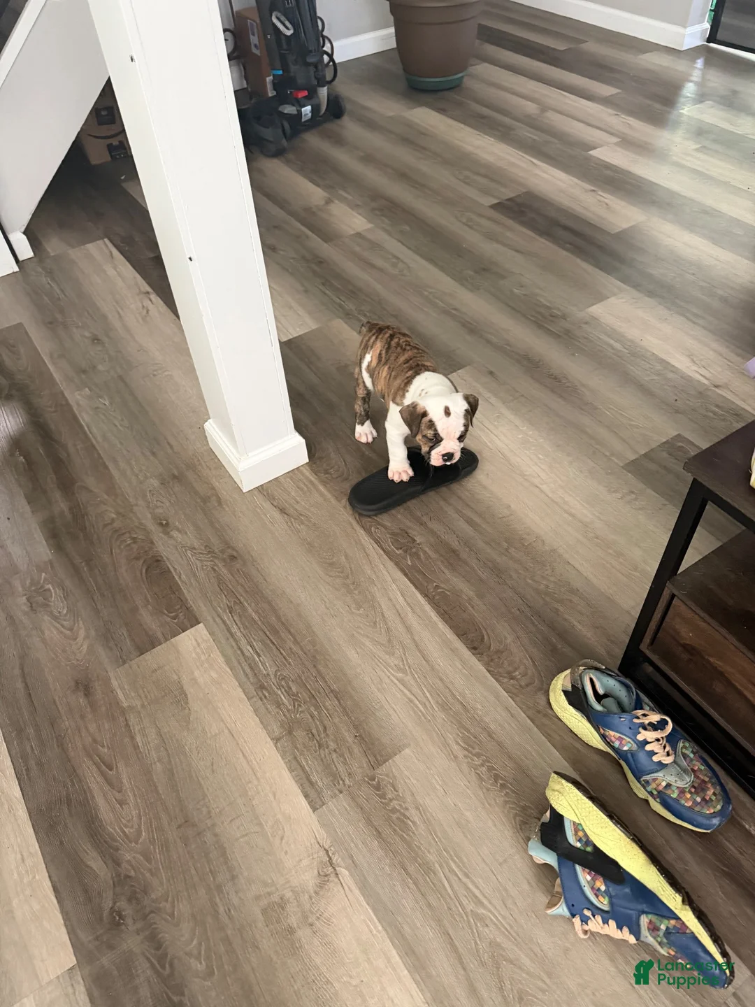 Mixed Breed dogs for sale: Mixed Breed 2 - Ad 1