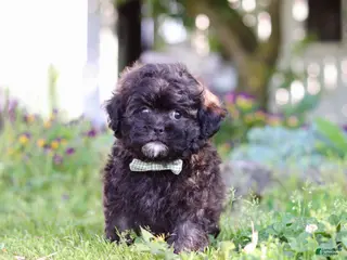 Shihpoo dogs for sale: Troy - Ad 3