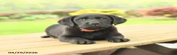 Labrador Retriever dogs for sale: Baxter - Ad 3