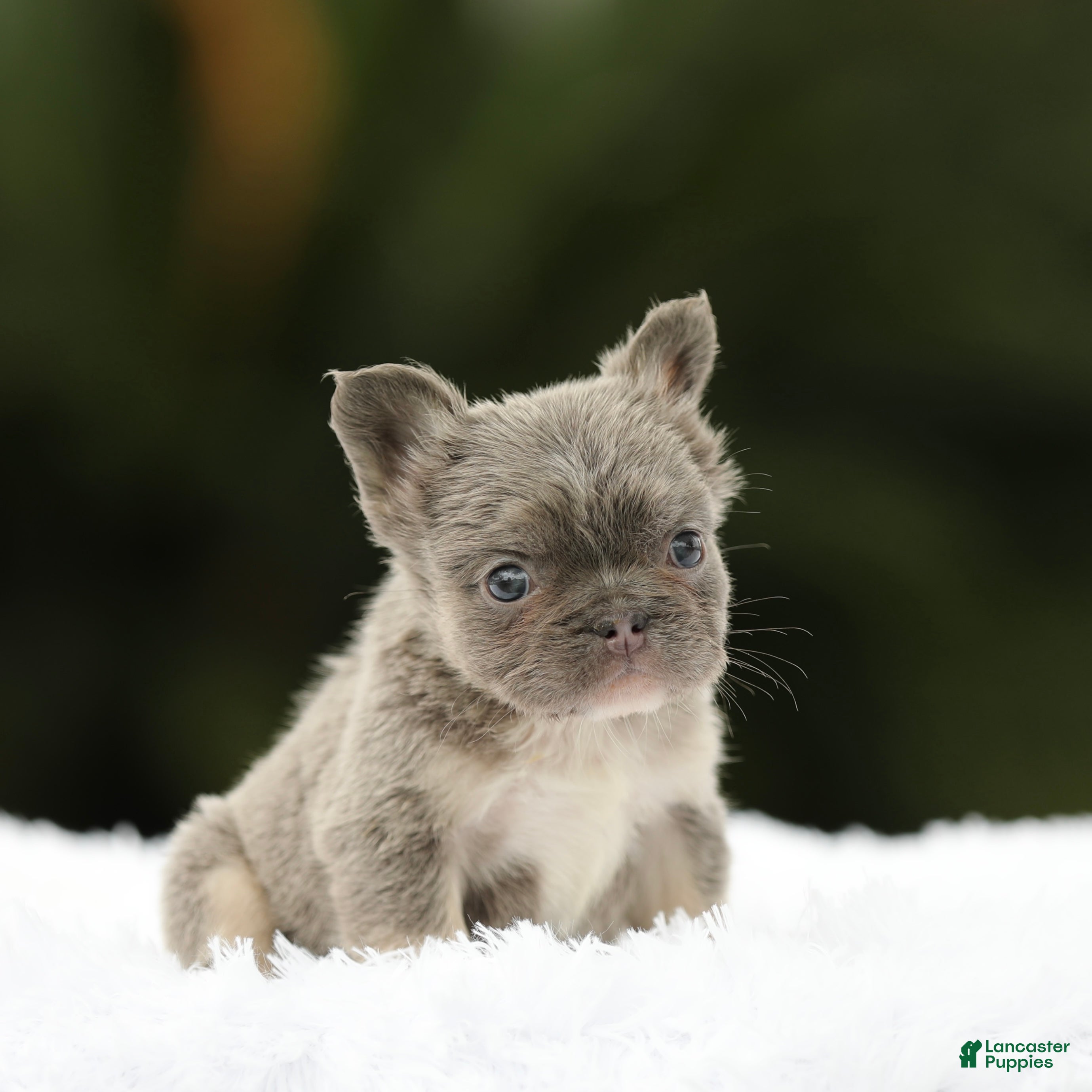 French Bulldog dogs French Bulldog Puppy 4 - Ad 33