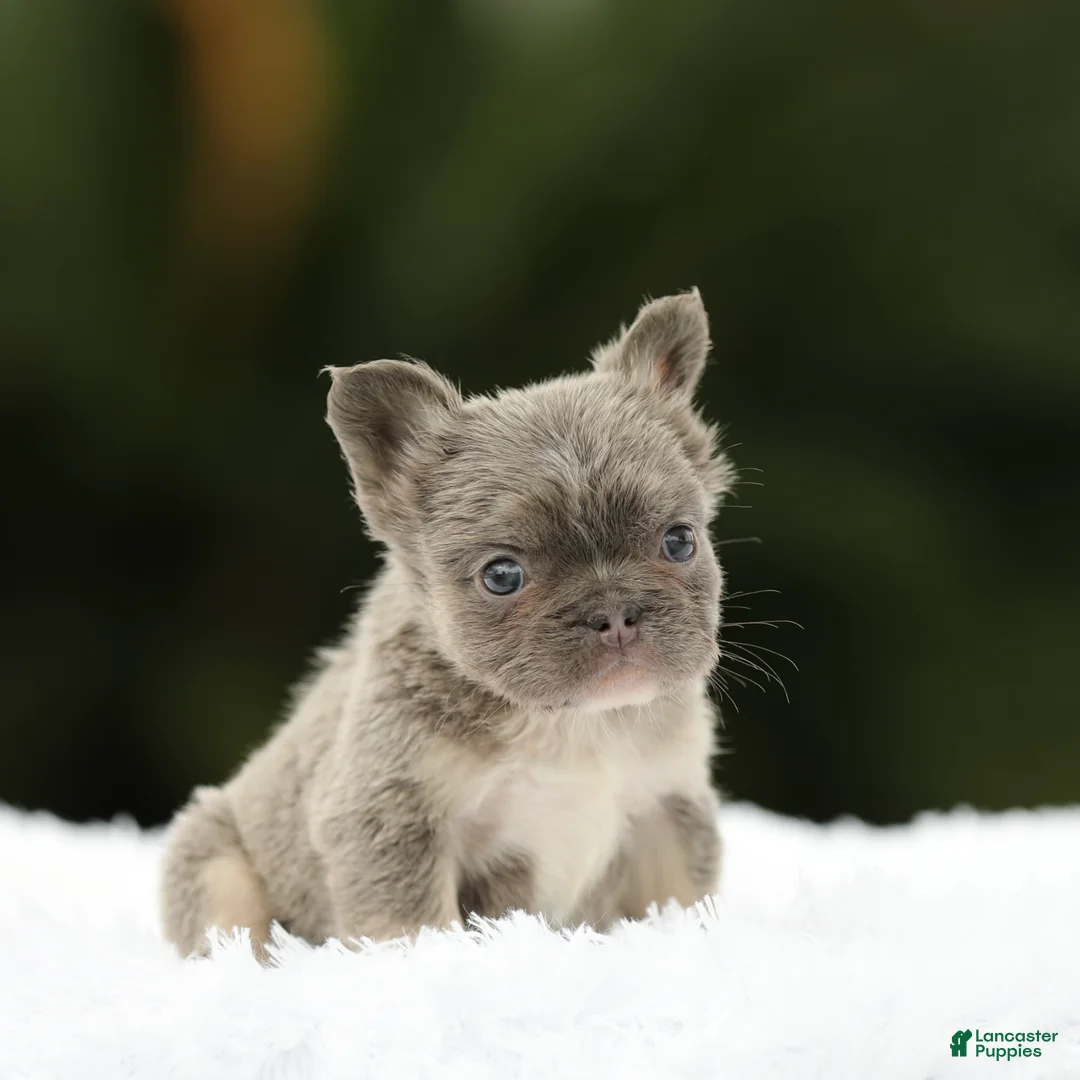 French Bulldog dogs for sale: French Bulldog Puppy 4 - Ad 1