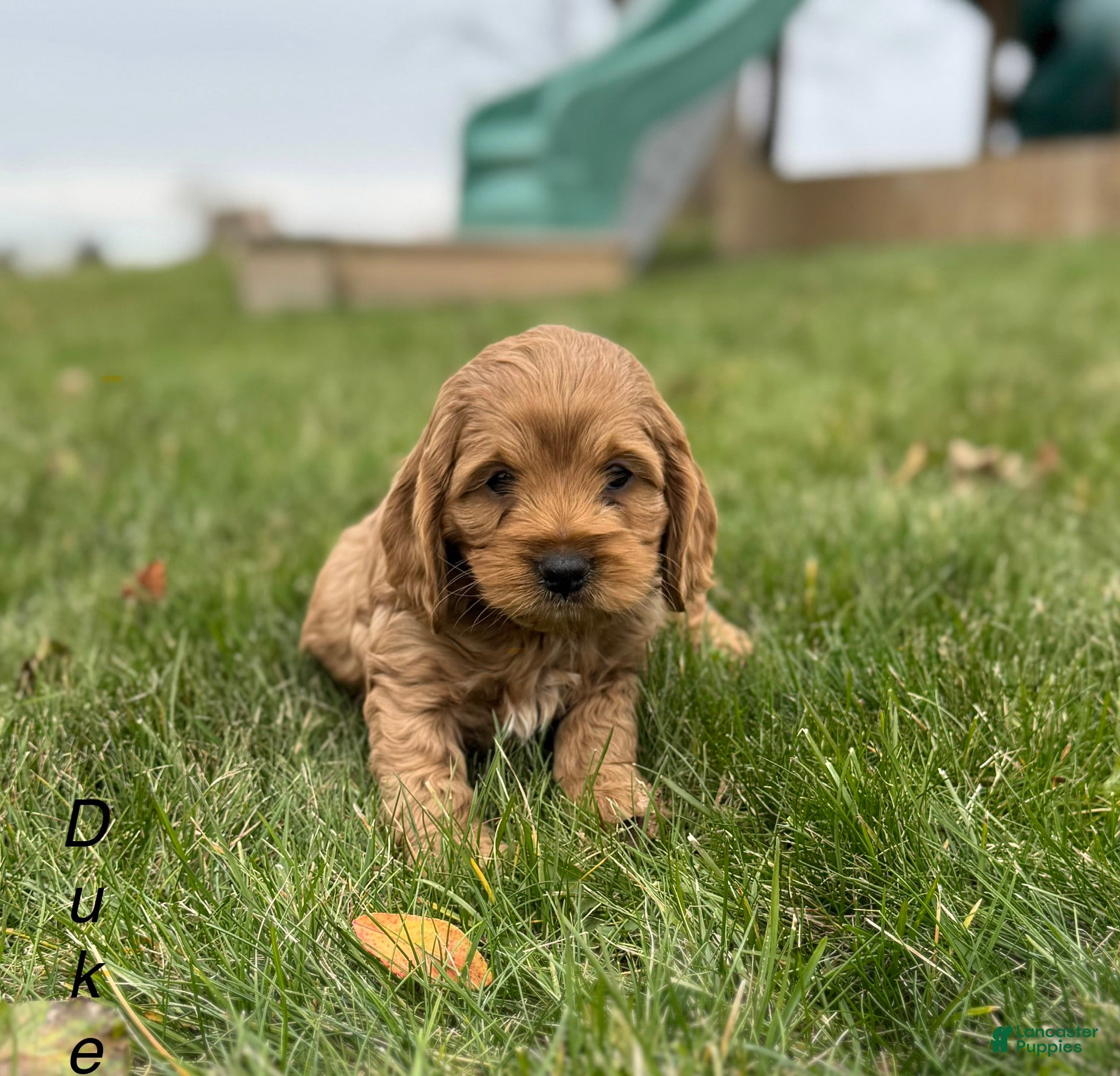 Cockapoo dogs Duke  - Ad 32