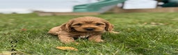 Cockapoo dogs for sale: Duke  - Ad 1