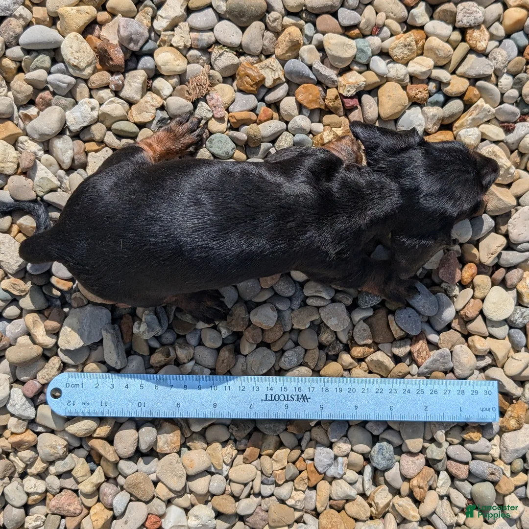 Miniature Dachshund dogs for sale: Spruce - Ad 9