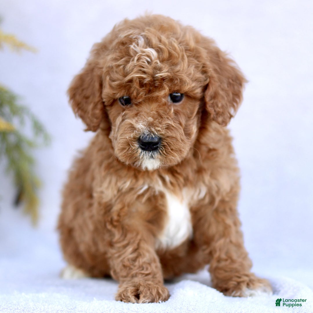 Mini Goldendoodle dogs for sale: Loki  - Ad 2