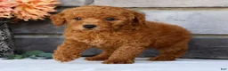 Miniature Poodle dogs for sale: Nic - Ad 5
