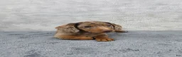 Miniature Dachshund dogs for sale: Hazel  - Ad 9