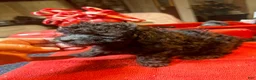 Toy Poodle dogs for sale: Toy Poodle Male 1 - Ad 2