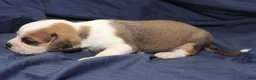 Puggle dogs for sale: Han - Ad 2