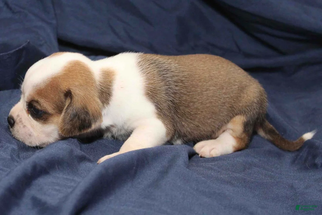Puggle dogs for sale: Han - Ad 2