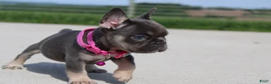 Stella