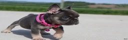French Bulldog dogs for sale: Stella - Ad 4