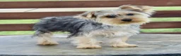 Yorkshire Terrier dogs for sale: Duke - Ad 4