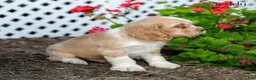 Cocker Spaniel dogs for sale: Teddy - Ad 4