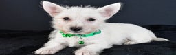 West Highland Terrier dogs for sale: Mae - Ad 5