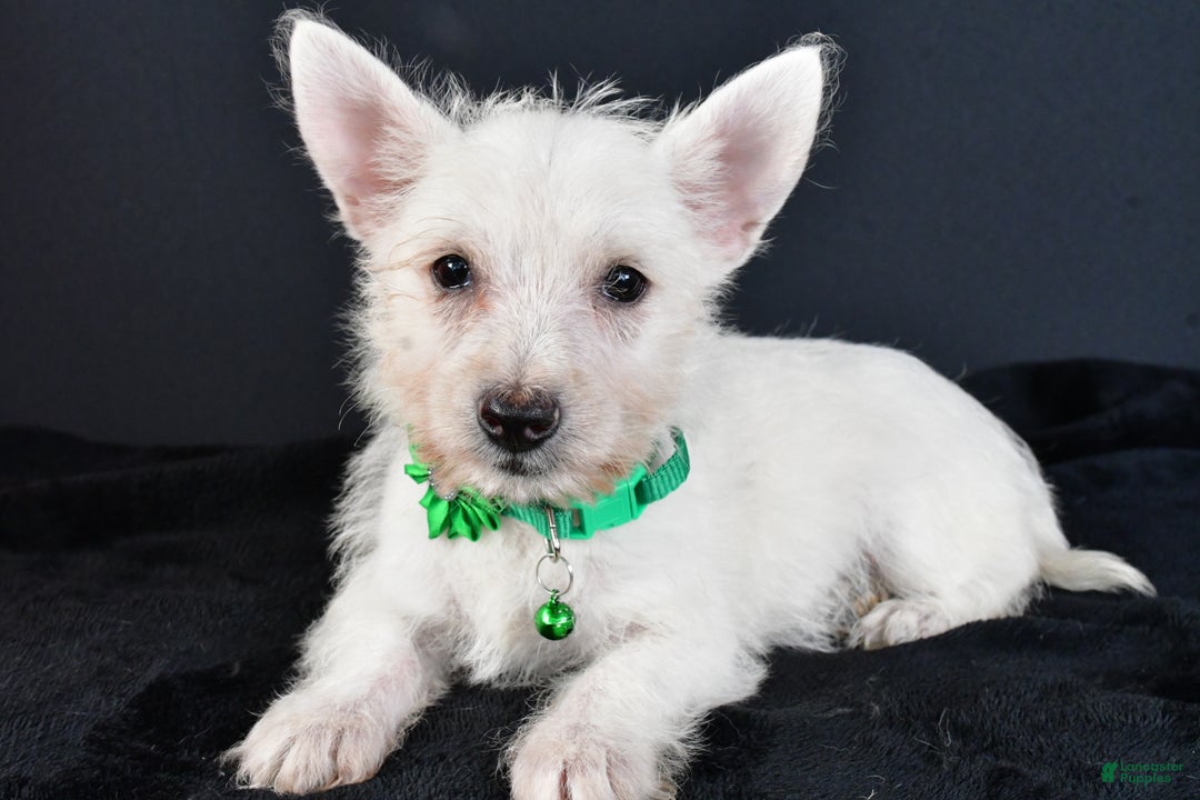 West Highland Terrier dogs for sale: Mae - Ad 5