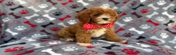 Cavapoo dogs for sale: Leo - Ad 3