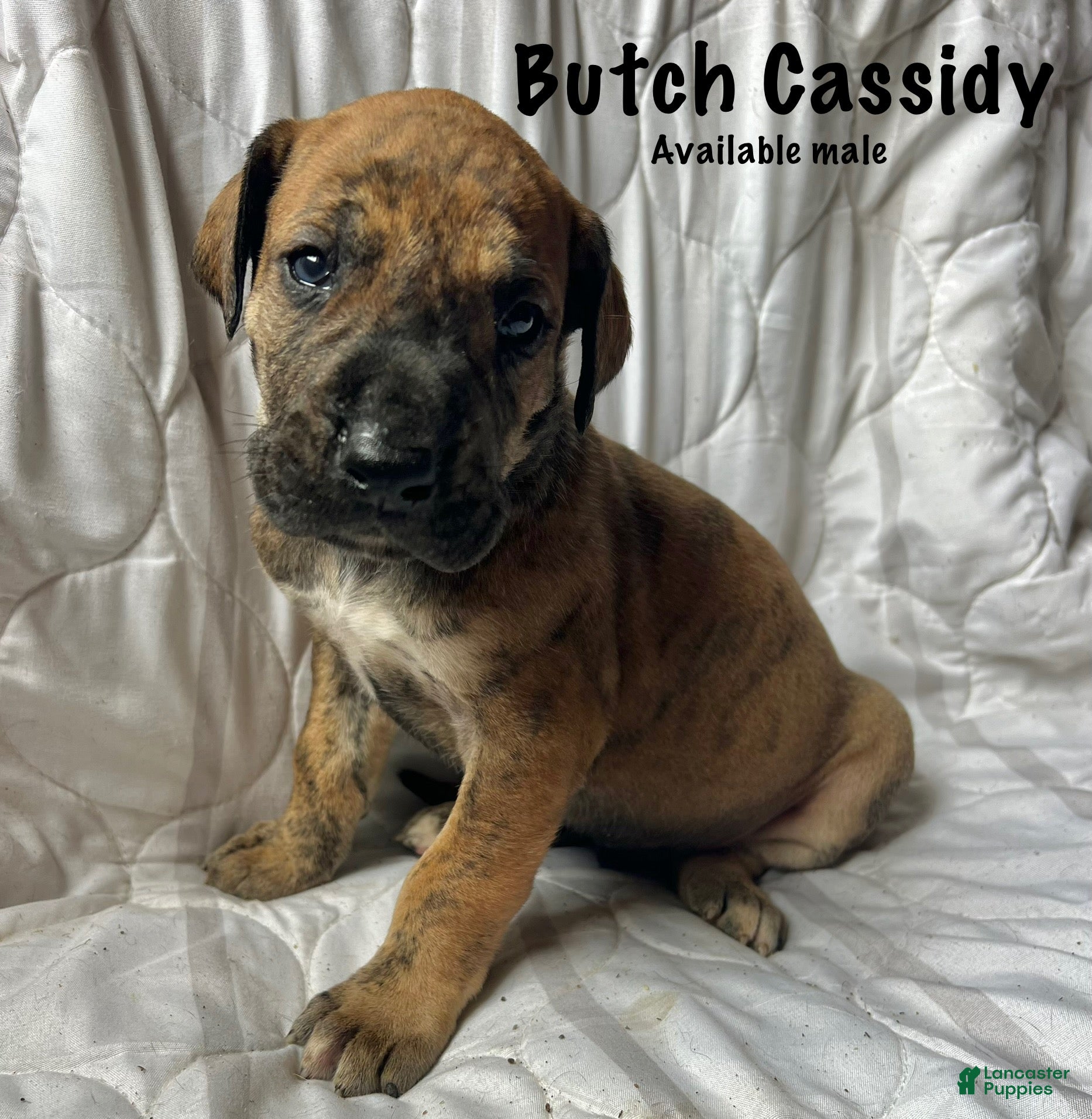 Great Dane dogs Butch Cassidy - Ad 19