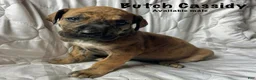Great Dane dogs for sale: Butch Cassidy - Ad 1