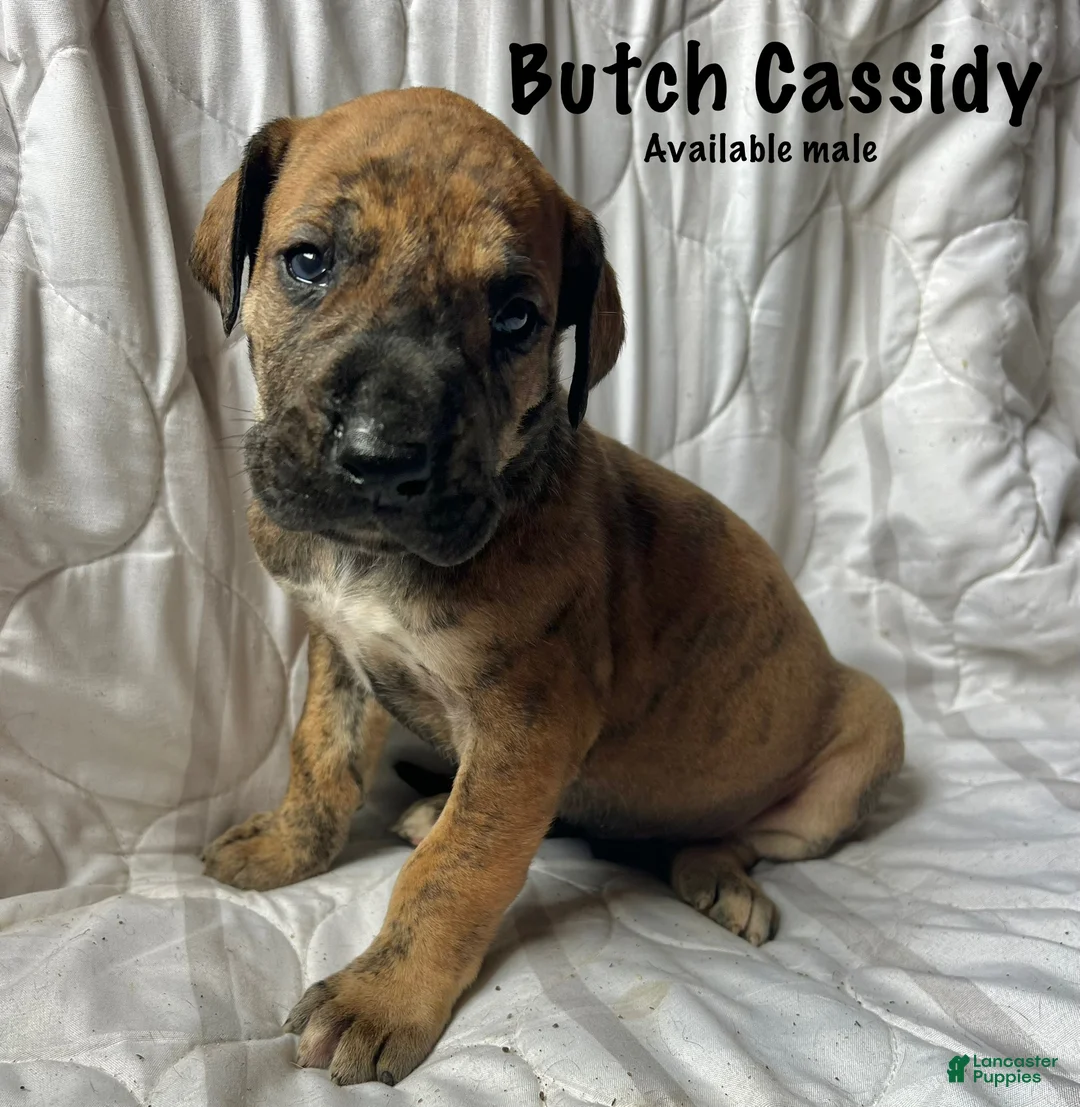 Great Dane dogs for sale: Butch Cassidy - Ad 1