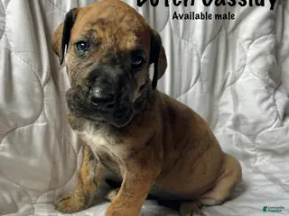 Great Dane dogs Butch Cassidy - Ad 13