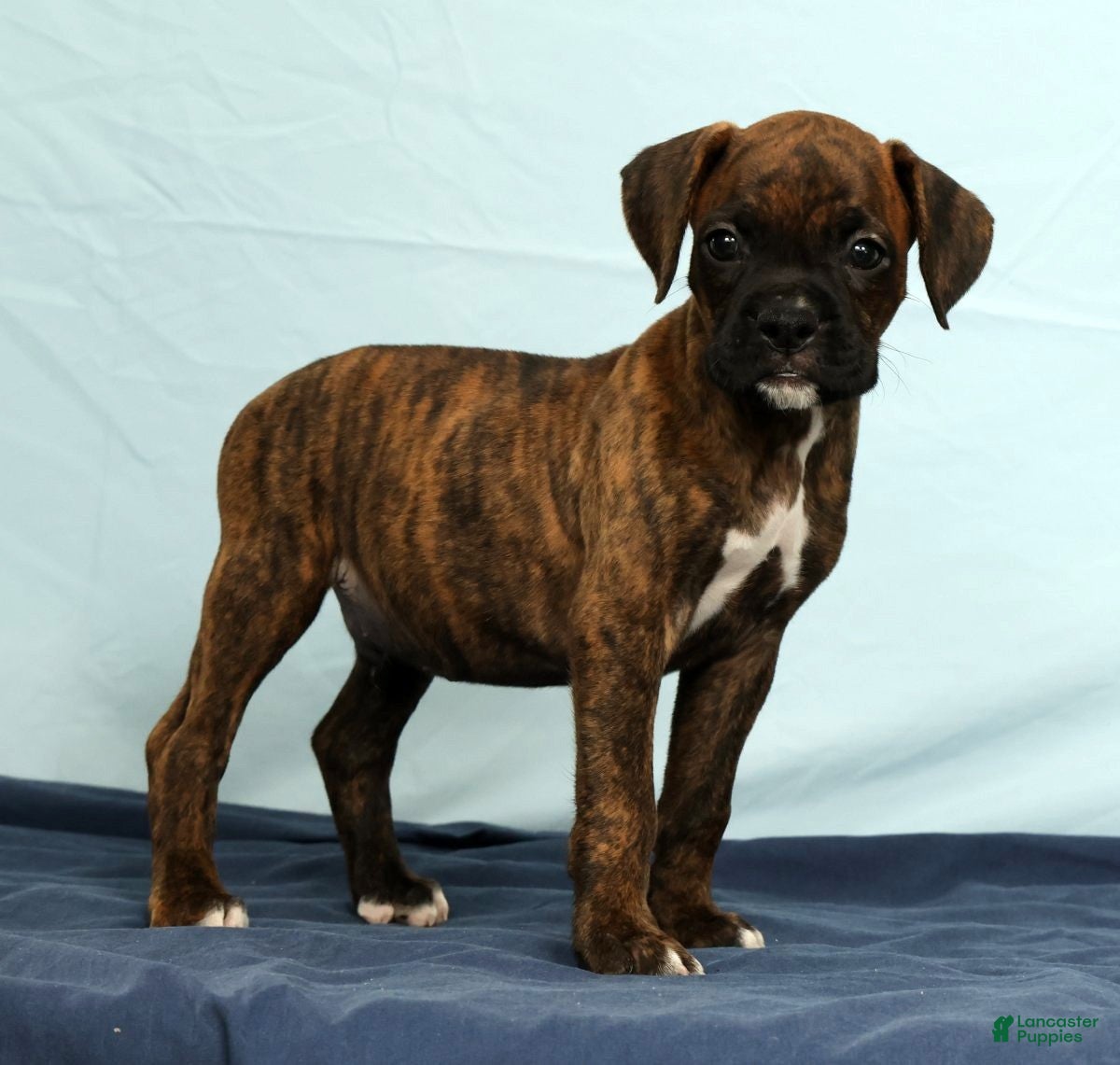 Boxer dogs Max - Ad 1