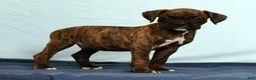 Boxer dogs for sale: Max - Ad 1