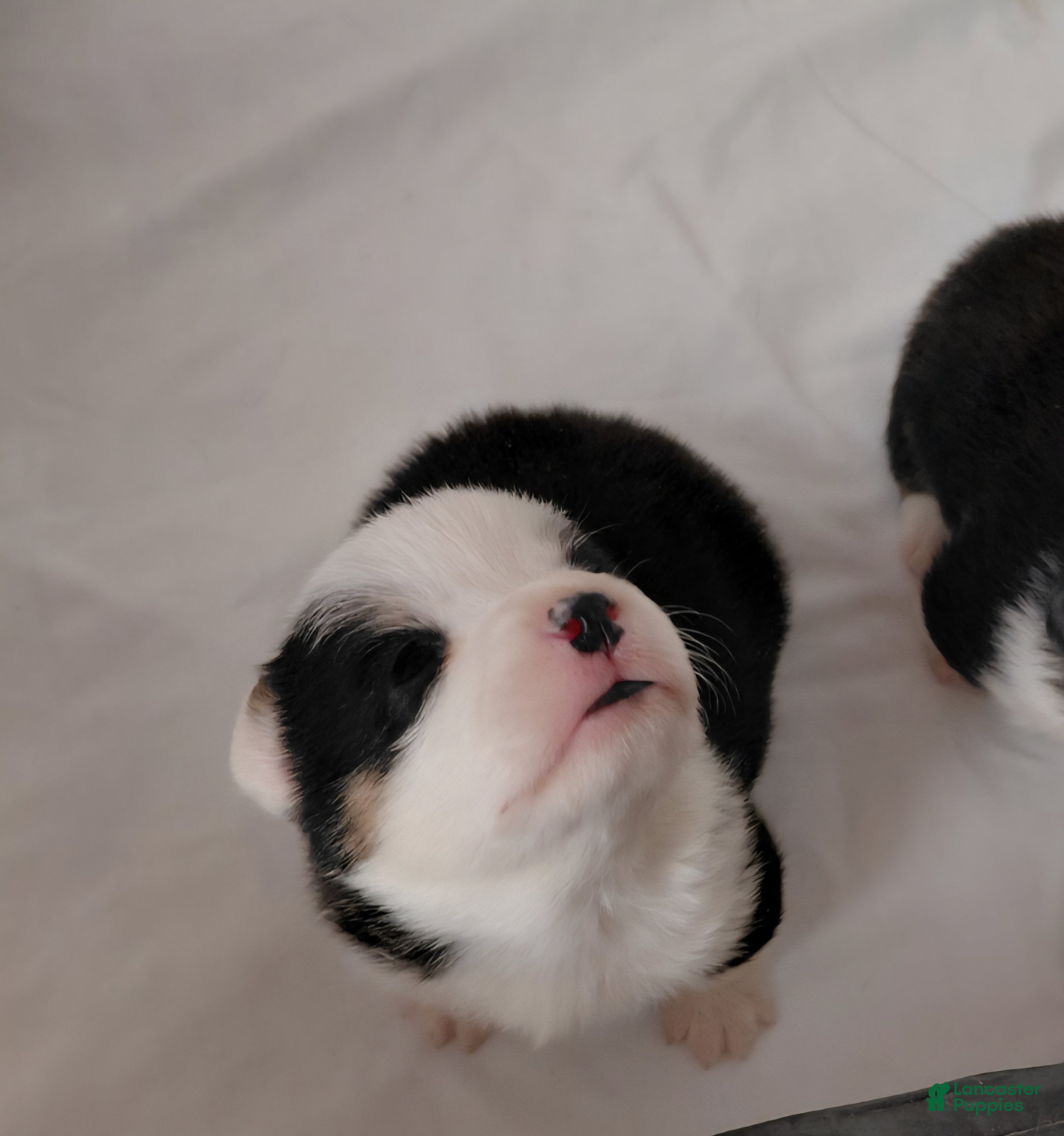 Welsh Corgi Pembroke dogs Picasso - Ad 17