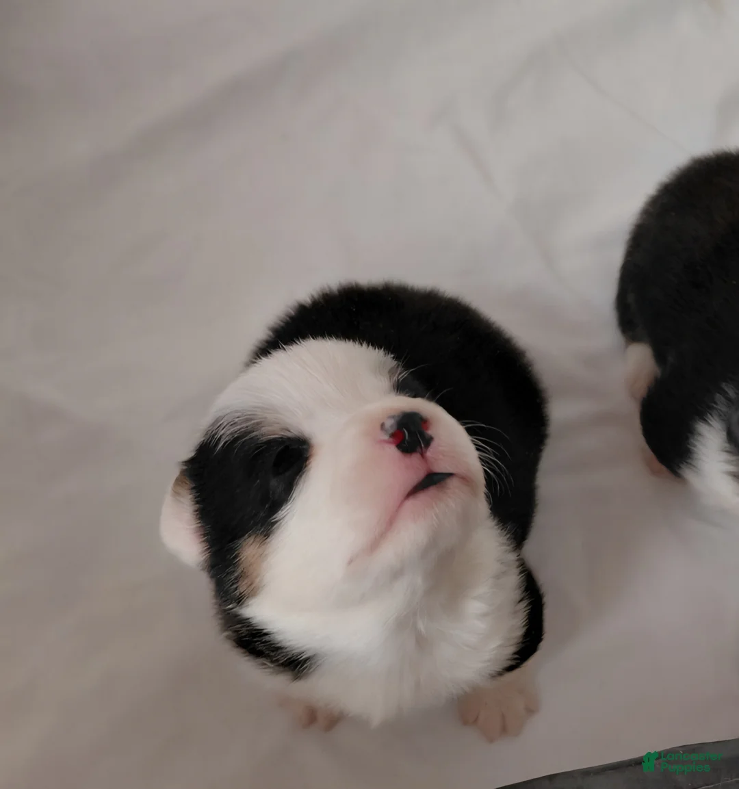 Welsh Corgi Pembroke dogs for sale: Picasso - Ad 1