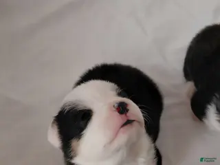 Welsh Corgi Pembroke dogs Picasso - Ad 26