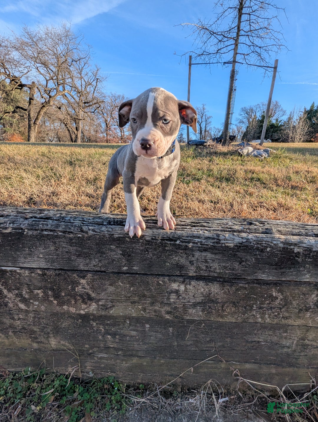 American Bully dogs for sale: Classic  - Ad 11