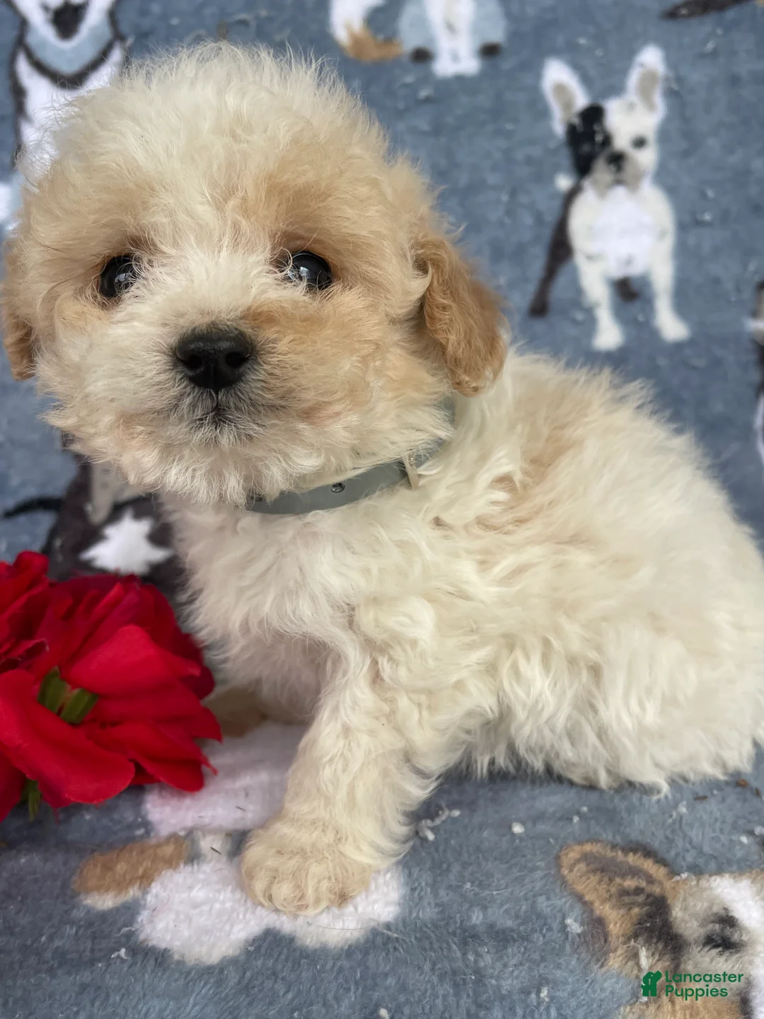 Toy Poodle dogs for sale: Pearl - Ad 4