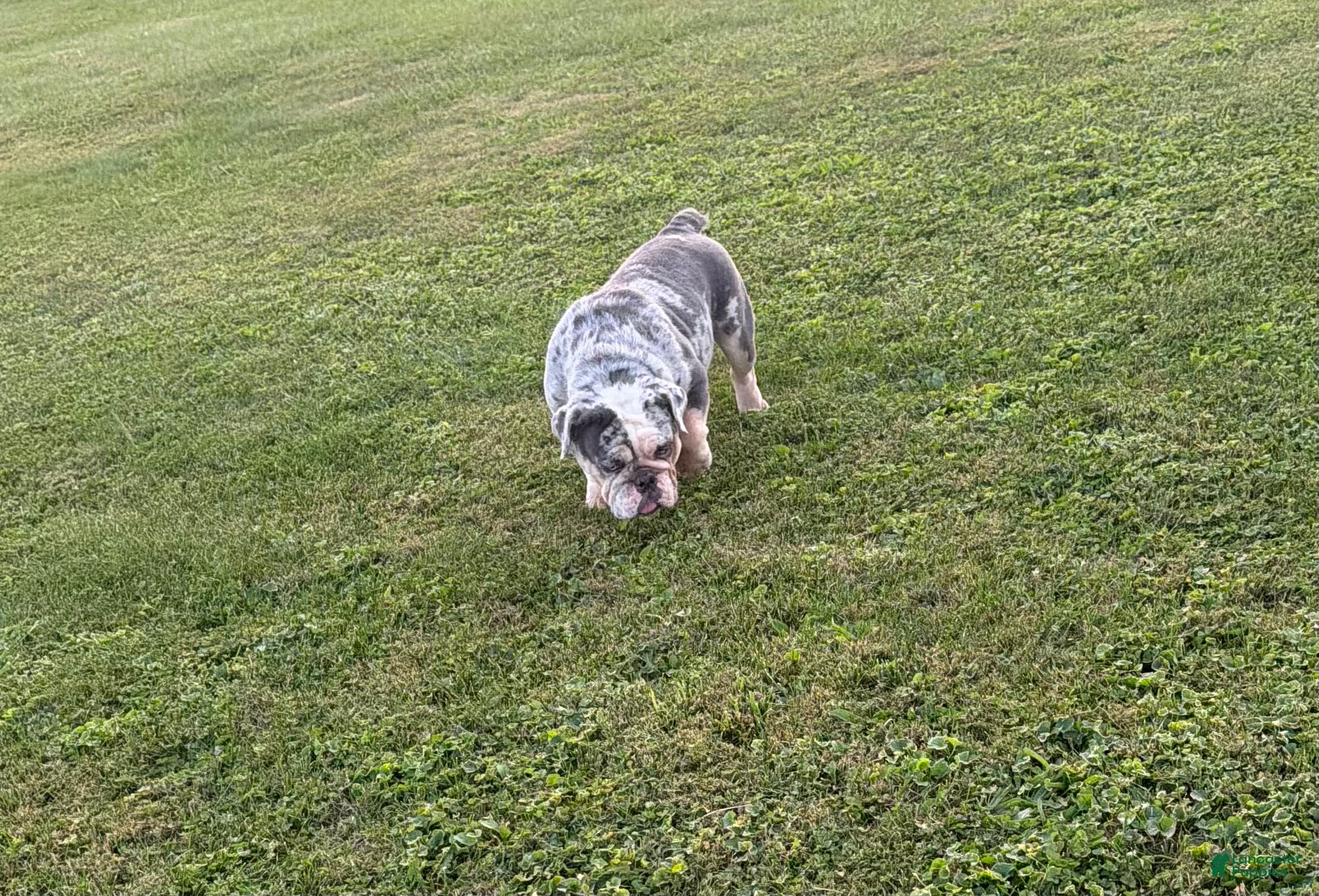English Bulldog dogs English Bulldog 1 - Ad 2