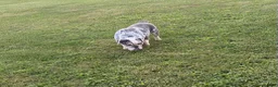 English Bulldog dogs for sale: English Bulldog 1 - Ad 2