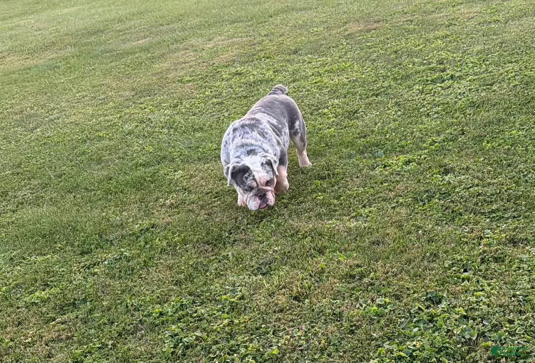 English Bulldog dogs for sale: English Bulldog 1 - Ad 2