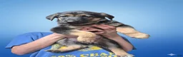 German Shepherd dogs for sale: German Shepherd Puppy 1 - Ad 6