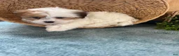 Teddy Bear dogs for sale: Precious - Ad 23