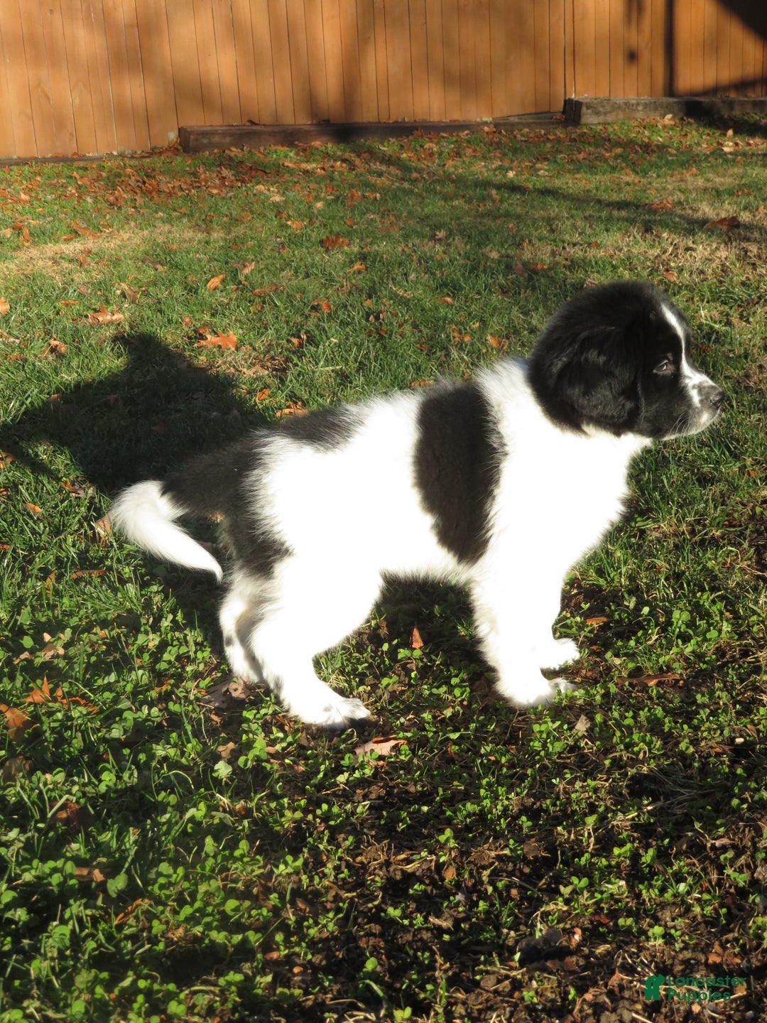 Newfoundland dogs for sale: Marcie - Ad 13