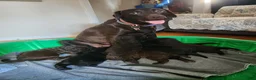 Labradoodle dogs for sale: Labradoodle 1 - Ad 10