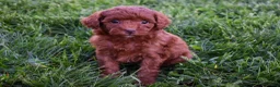 Miniature Poodle dogs for sale: Daisy  🐶 - Ad 12