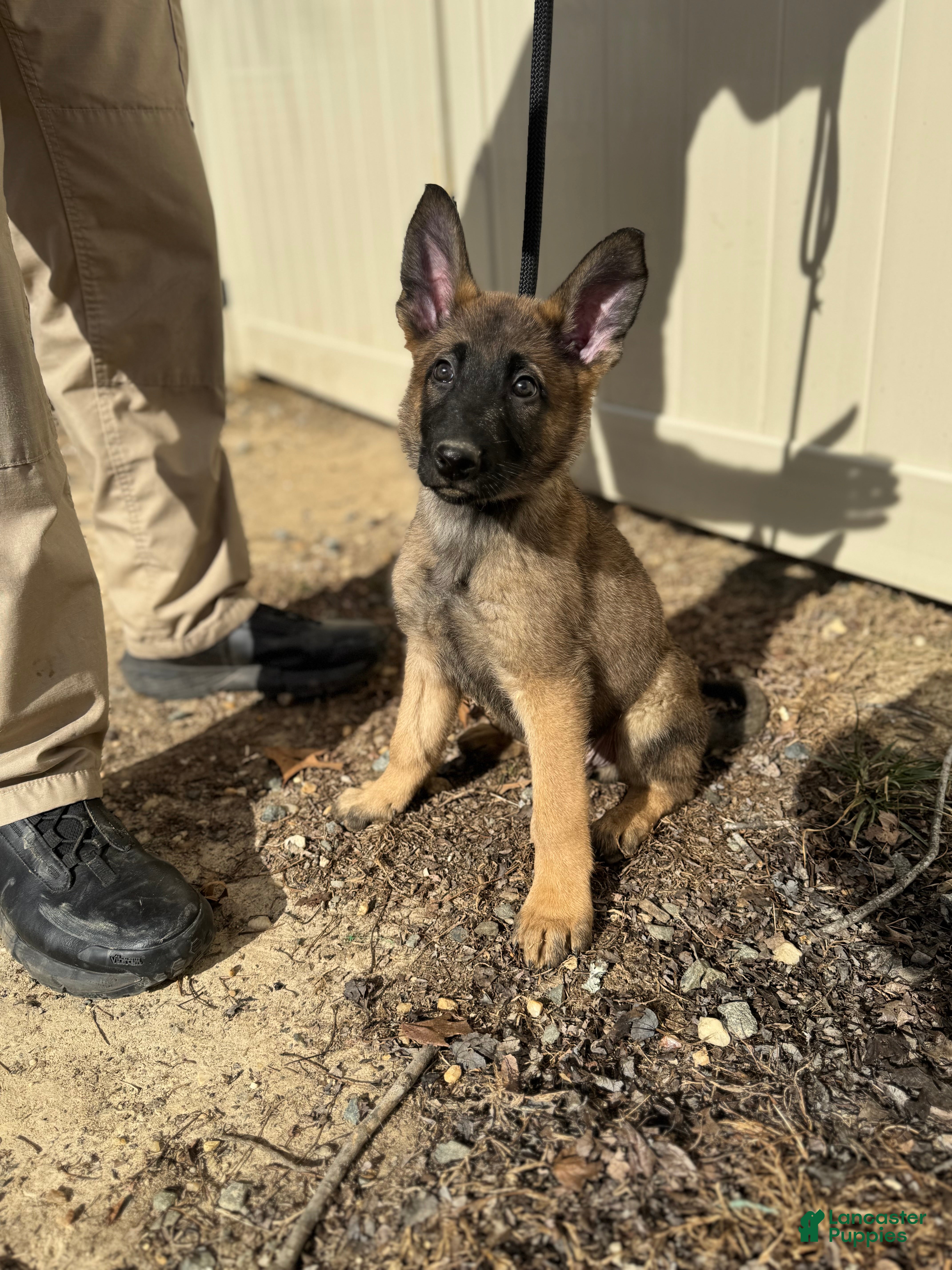 Mixed Breed dogs Black - Ad 30