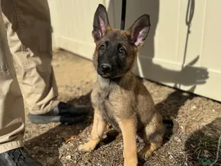 Mixed Breed dogs Black - Ad 20