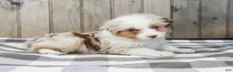 Australian Shepherd dogs for sale: Rocky - Ad 6