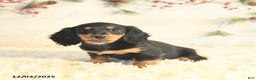 Miniature Dachshund dogs for sale: Bella   - Ad 4