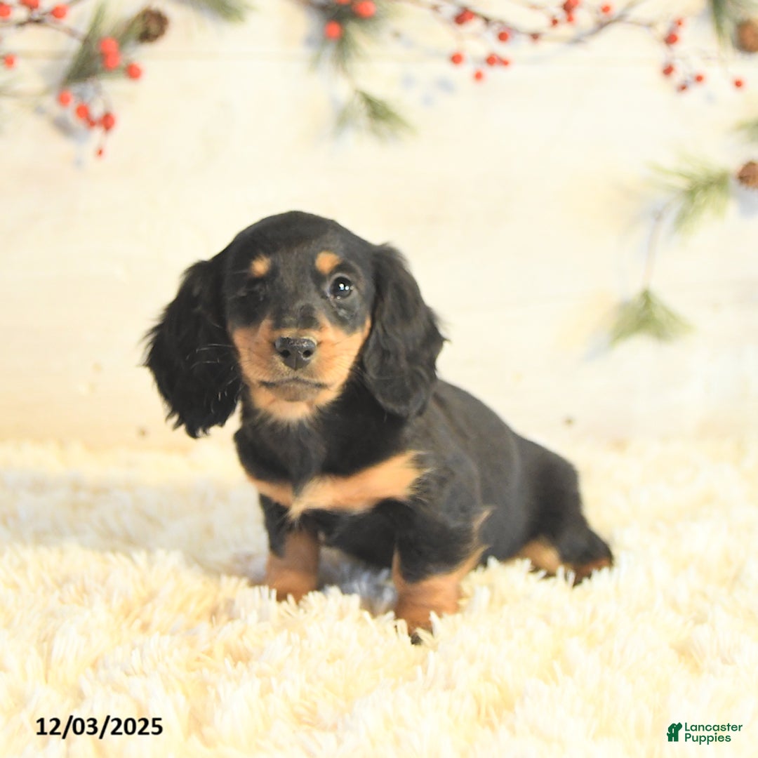 Miniature Dachshund dogs for sale: Bella   - Ad 4