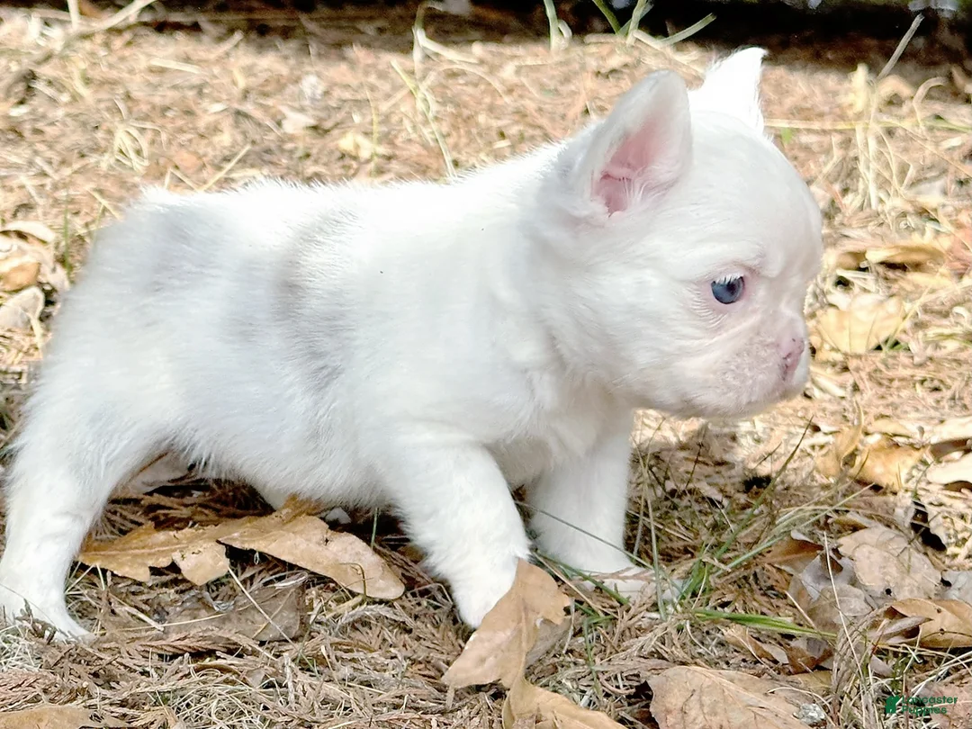 French Bulldog dogs for sale: Kamilla-Full Fluffy Choc & Tan Koi w Testable - Ad 3