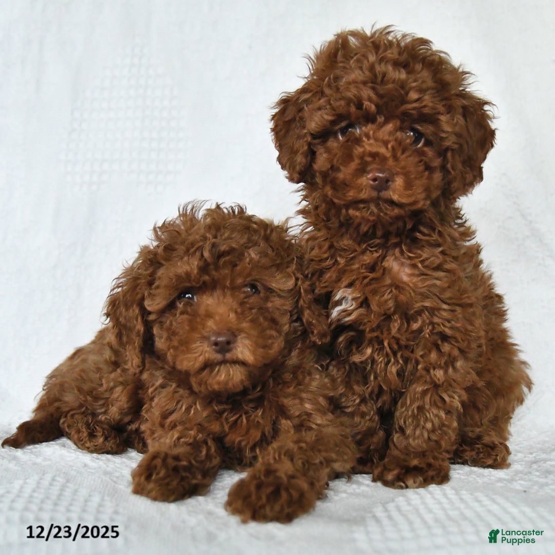 Toy Poodle dogs for sale: Eric - Ad 10
