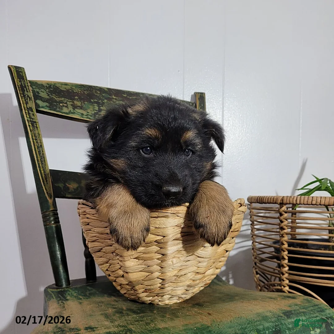 German Shepherd dogs for sale: King - Ad 1
