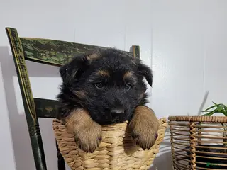 German Shepherd dogs for sale: King - Ad 3